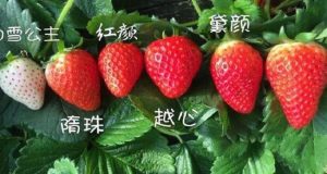 草莓品种排名前十-