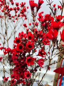 红色的花-