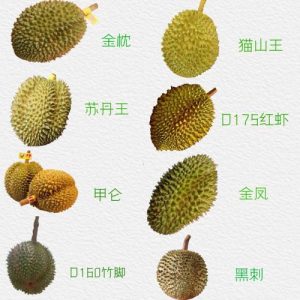 水果之王-