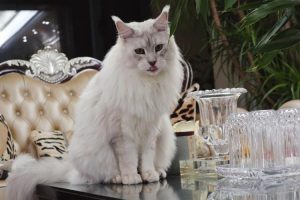 最贵的猫前十名-