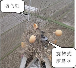 驱鸟最有效方法-