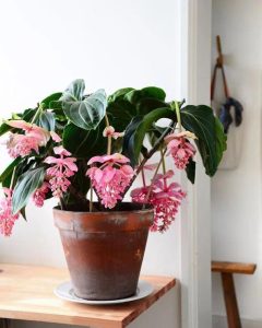 最耐阴的十大漂亮植物-