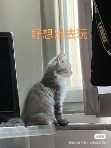 想出去玩玩-