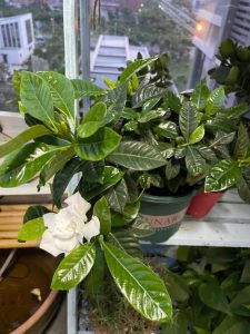 栀子花喜阴还是喜阳-