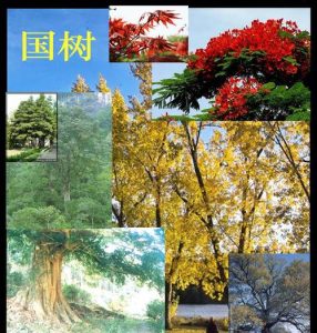 国树-