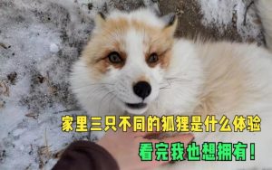 中国可以养狐狸吗-