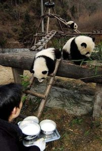 大熊猫喜欢吃什么-