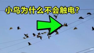 鸟为什么站在高压线上不会被电-