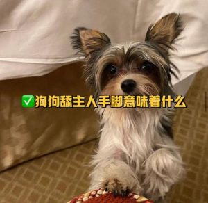 小狗舔你手代表着什么-