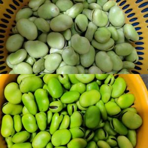 新鲜蚕豆可以直接冷冻吗-