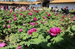附近旅游团电话号码去洛阳看牡丹-