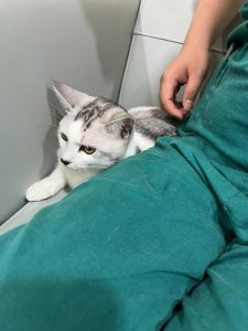 母猫绝育太贵了很多人不绝育-