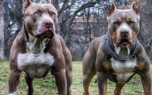 十**养猛犬排行榜-