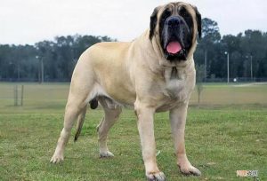 世界十大名犬排行榜榜-
