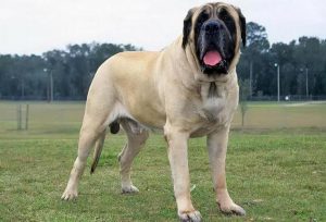 世界十**养猛犬排行榜-
