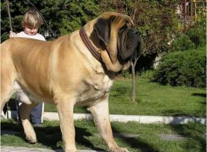 世界十大巨型犬排行榜-