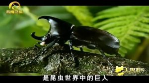 昆虫生死斗十大排行榜-